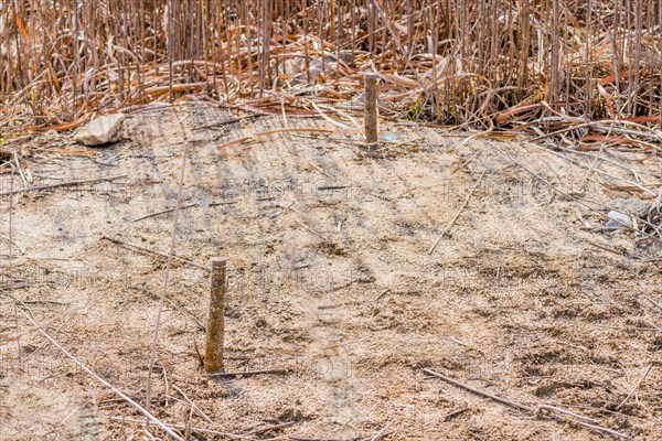 Closeup of concrete block with threaded metal bars that is part of building foundation in tall grass of dried riverbed