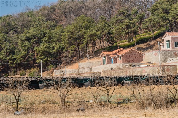 Chungju, South Korea, March 22, 2020: For editorial use only. Newly constructed single family homes on hill behind large ginseng crop and row of trees, Asia
