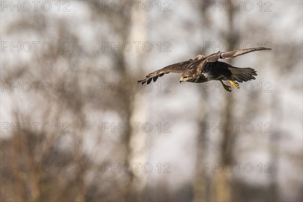 Steppe buzzard (Buteo buteo), flying, Emsland, Lower Saxony, Germany, Europe