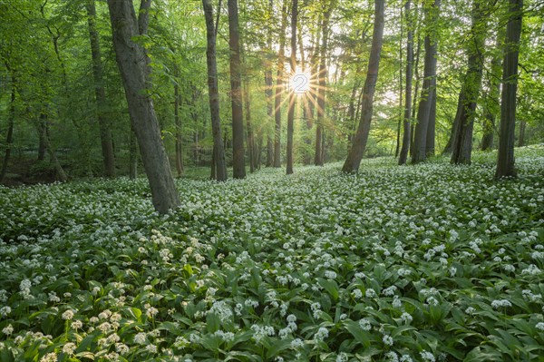 Near-natural forest with flowering ramson (Allium ursinum), sun star, Hainich National Park, Thuringia, Germany, Europe