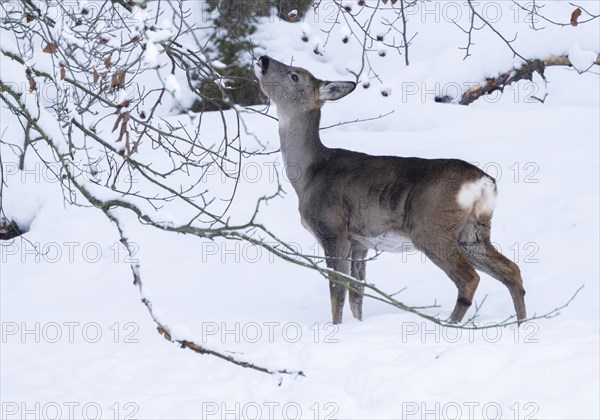 European roe deer (Capreolus capreolus), doe standing in the snow and eating buds, from a tree, captive, Thuringia, Germany, Europe