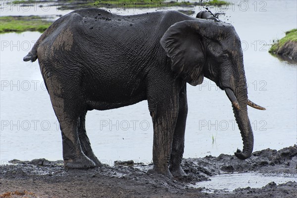 African elephant (Loxodonta africana), mammal, wild, free-living, wilderness, safari, ivory, water, Chobe National Park, Botswana, Africa