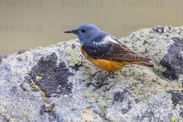 Common rock thrush (Monticola saxatilis), male, Castile-Leon province, Picos de Europa, Spain, Europe