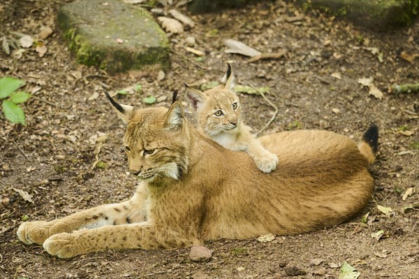 Eurasian lynx (Lynx lynx) mother with her youngster lying on the ground, Bavaria, Germany, Europe