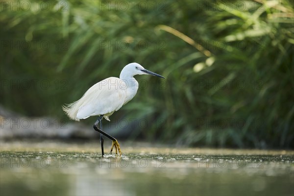 Little egret (Egretta garzetta) walking at the edge of the water, hunting, Parc Naturel Regional de Camargue, France, Europe