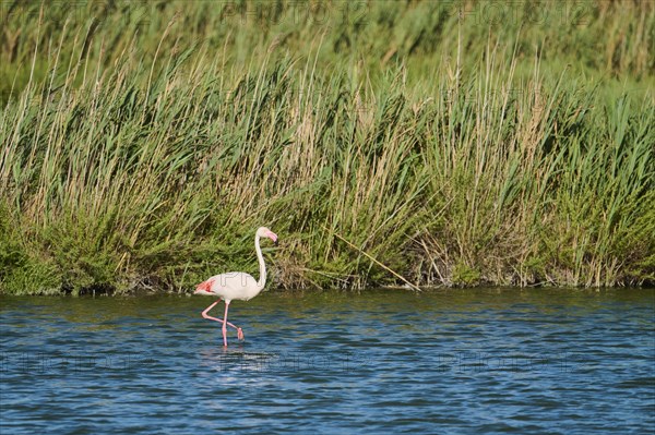 Greater Flamingo (Phoenicopterus roseus) walking in the water, Parc Naturel Regional de Camargue, France, Europe