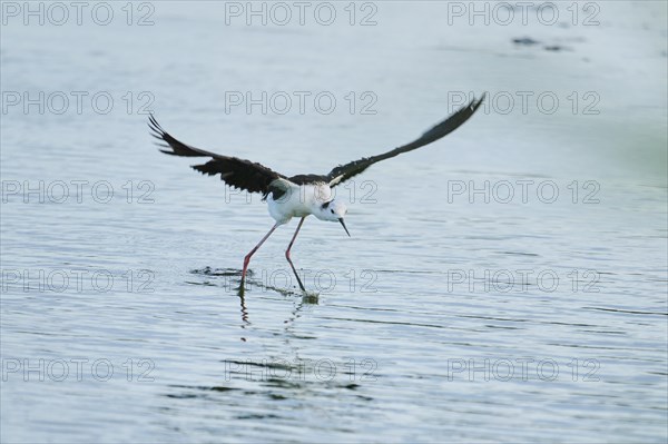 Black-winged stilt (Himantopus himantopus) starting from the water, Camargue, France, Europe