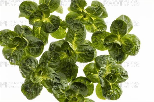 Field salad, studio shots on a white background