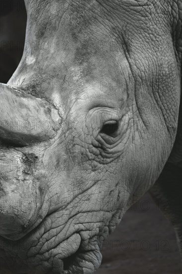 Black and white close-up of a rhinoceros, focussed on the eye and skin folds, Allwetterzoo Muenster, Muenster, North Rhine-Westphalia, Germany, Europe