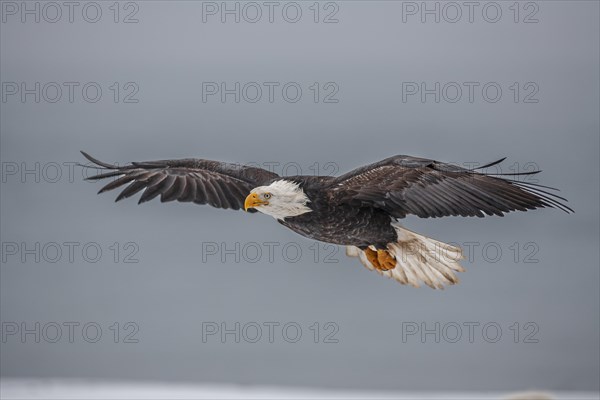 Bald eagle (Haliaeetus leucocephalus) in flight, adult, Homer, Alaska