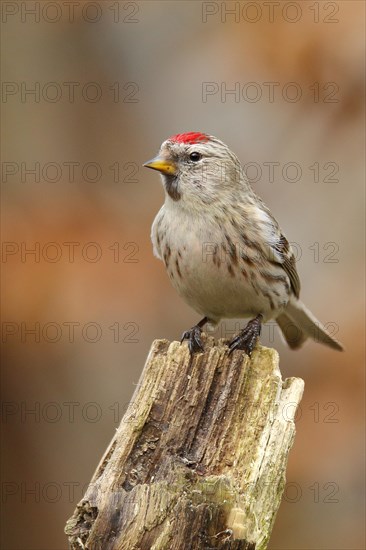 Common redpoll (Acanthis flammea) female, on a tree stump, North Rhine-Westphalia, Germany, Europe