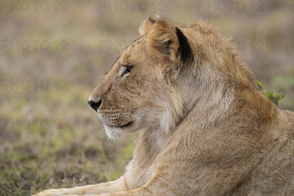 Lion (Panthera leo) Masai Mara Kenya