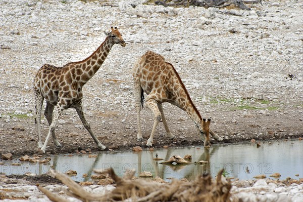 Angolan giraffe (Giraffa giraffa angolensis) drinking at Okaukuejo waterhole in Etosha National Park, giraffe, group, herd, looks, lookout, protection, drinking, Namibia, Africa