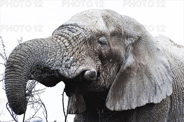 White African elephant (Loxodonta africana) in Etosha National Park, white from salt pan dust, animal, wild, free living, wilderness, safari, Namibia, South West Africa, Africa