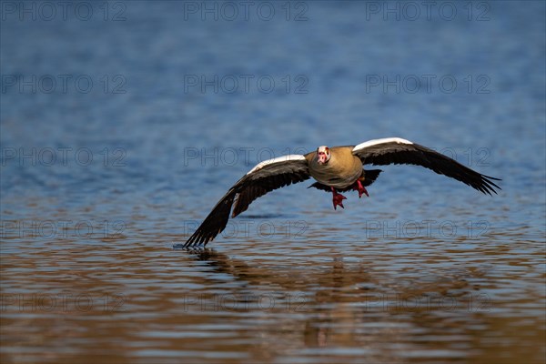 A Nile goose in flight, Lake Kemnader, Ruhr area, North Rhine-Westphalia, Germany, Europe