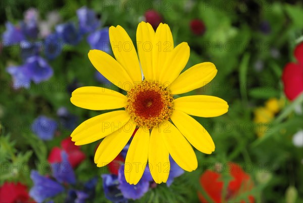 Golden marguerite (Anthemis tinctoria), medicinal plant, in a colourful flower meadow, Baden-Wuerttemberg, Germany, Europe