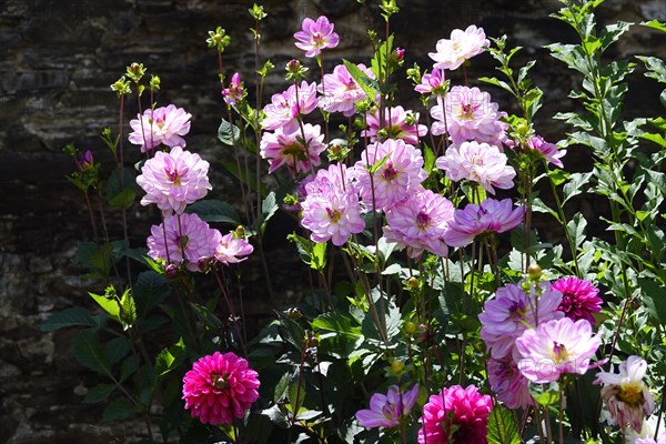 Flower arrangement in a flower bed in front of an old stone wall, Pleyben, Finistere Penn-ar-Bed department, Bretagne Breizh region, France, Europe