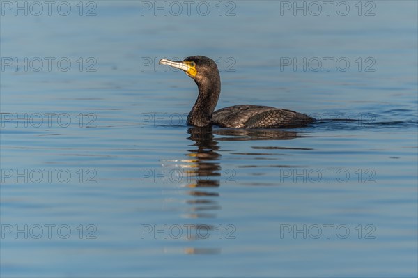 Great cormorant (Phalacrocorax carbo) swimming in the water in search of food. Bas-Rhin, Alsace, Grand Est, France, Europe