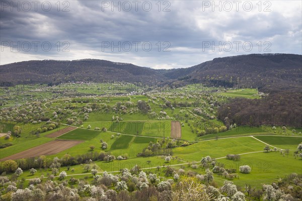 Orchard meadows near Hepsisau and Weilheim an der Teck, Swabian Alb. Cherry blossom, apple blossom and pear blossom in full splendour. Spring awakening