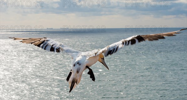 Rear view of a northern gannet (Morus bassanus) (synonym: Sula bassana), young bird in juvenile plumage, not yet fully coloured young bird in flight with open, spread wings over the moving sea, water shimmering in the sun, wide horizon, sunny day, northern gannet colony Lummenfelsen, Helgoland, North Sea, Schleswig-Holstein, Germany, Europe