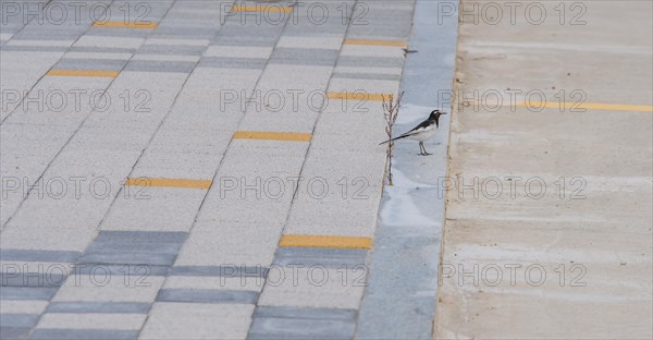 Japanese Wagtail, common in Japan, Korea, Taiwan, Eastern China, and eastern Russia, standing on curb of parking lot in public park, Asia