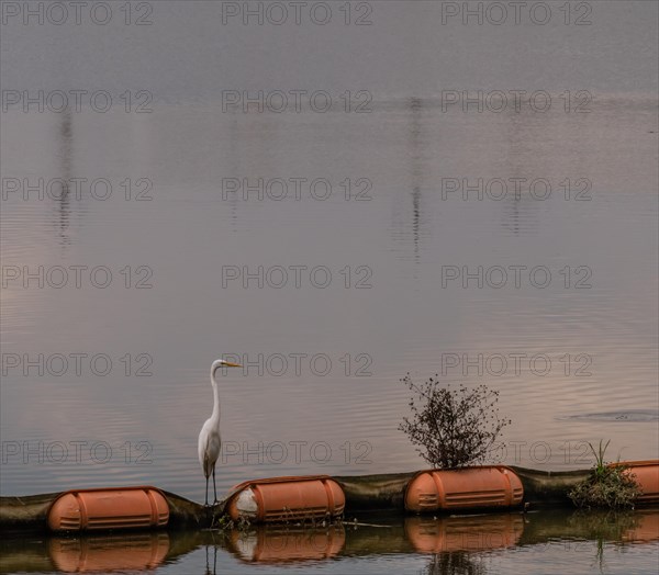 Closeup of white egret standing on orange float in river