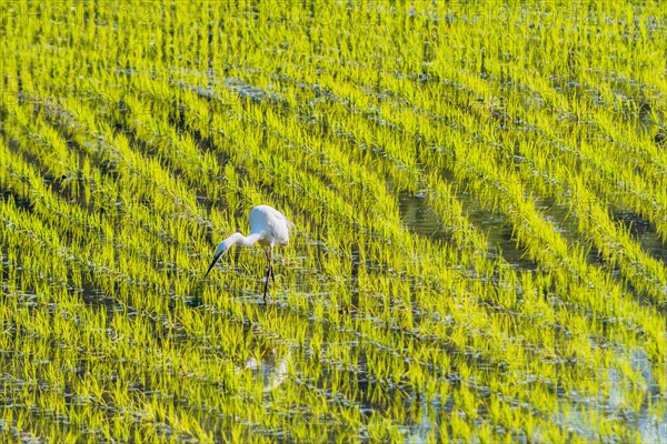 White snowy egret looking for food in a rice paddy on a sunny morning in South Korea