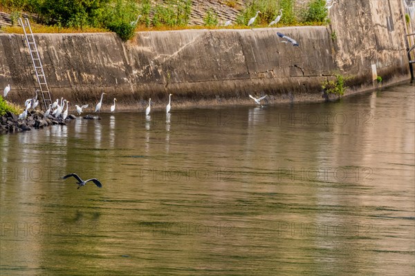 Gray heron flying over river and flock of egret perch in rocky shore