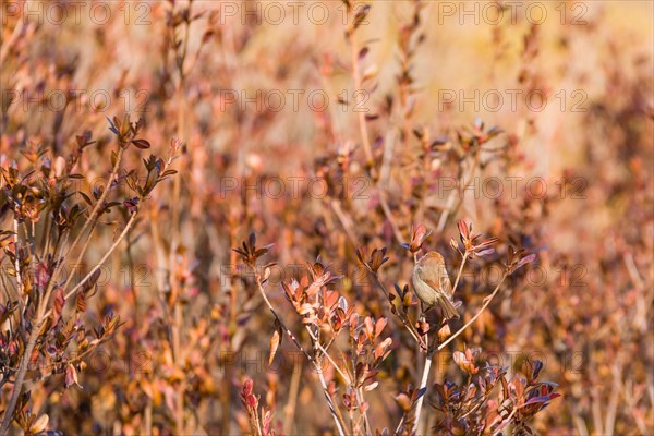 Small rose finch perched on branch of a bush with brown and red leaves