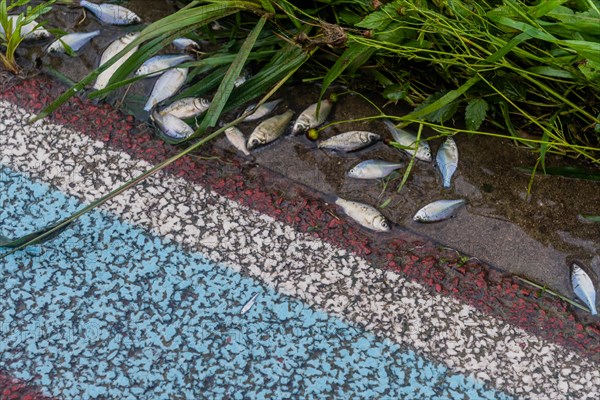 Minnows dying in shallow water at riverside park after torrential rainfall