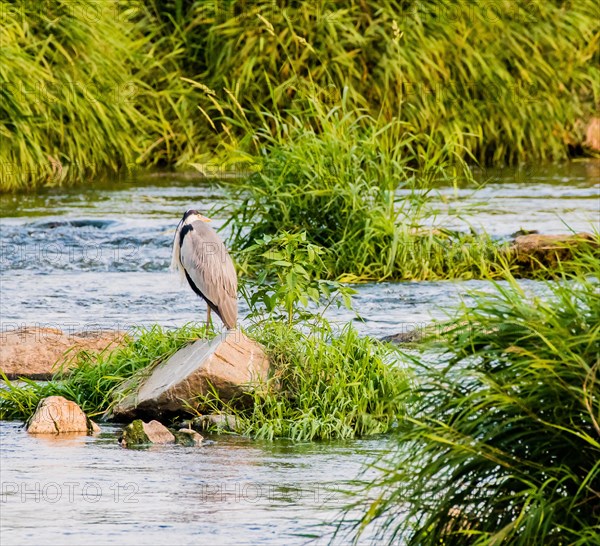 Little blue heron standing on rock in river surrounded by green foliage