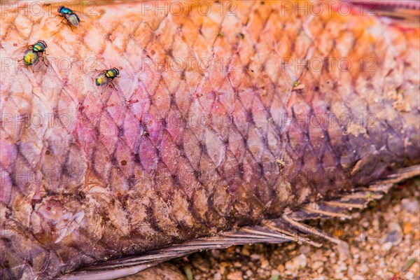 Closeup of flies feasting on the carcass of dead fish