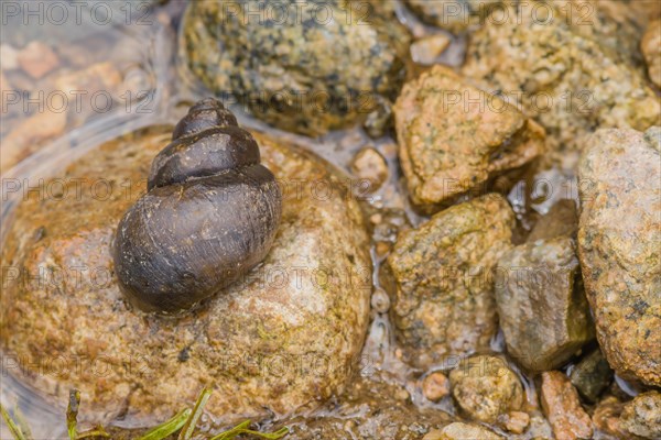 Closeup of large snail inside its shell on top of brown rock at edge of river