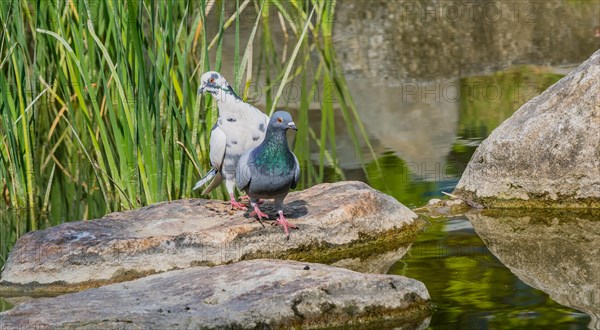 Two beautiful rock pigeon standing on large boulder next to a small pond