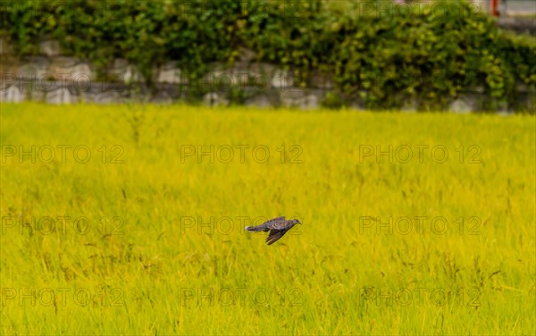 Lone turtle dove with wing extended in flight above green field