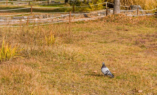 Closeup of pigeon hunting for food in grass with a roped off walkway in background
