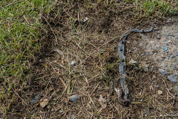 Dead snake laying on ground in grassy area in wilderness park