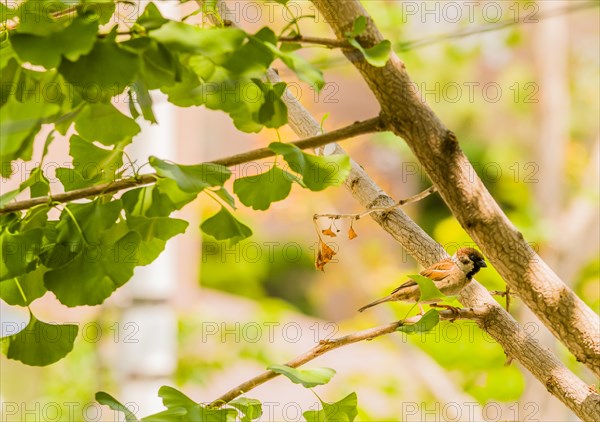 Beautiful Eurasian sparrow perched on tree branch with bright green leaves on a sunny day