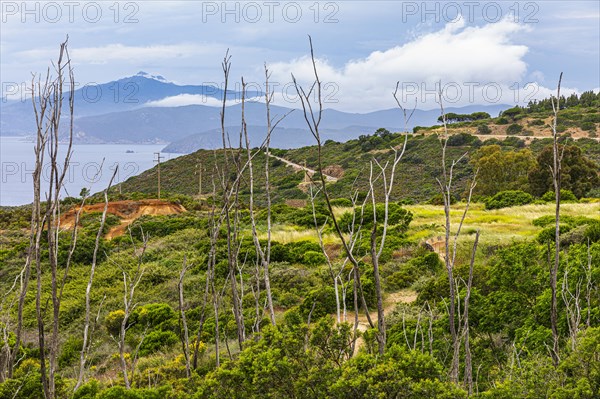 Withered tree poles, green bushes, in the park of the former Miniere Calamita mine, behind the summit of Monte Capanne in the fog, Elba, Tuscan Archipelago, Tuscany, Italy, Europe