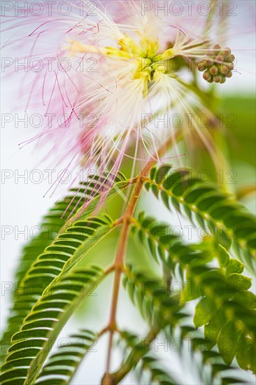 Blossoms of a bastard tamarind (Albizia julibrissin), Capoliveri, Elba, Tuscan Archipelago, Tuscany, Italy, Europe