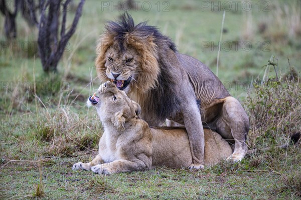 Lion (Panthera leo) Masai Mara Kenya