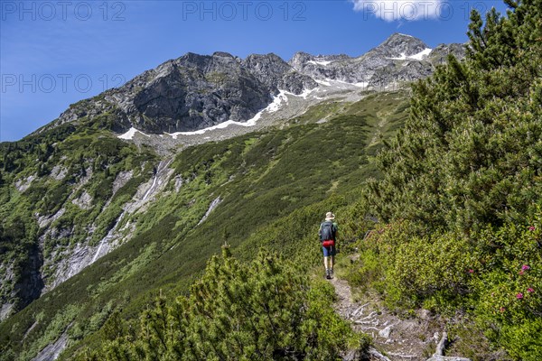 Mountaineer on a hiking trail through mountain pines, Berliner Hoehenweg, behind summit Schoenlahnerkopf and Kleiner Riffler, Zillertal Alps, Tyrol, Austria, Europe