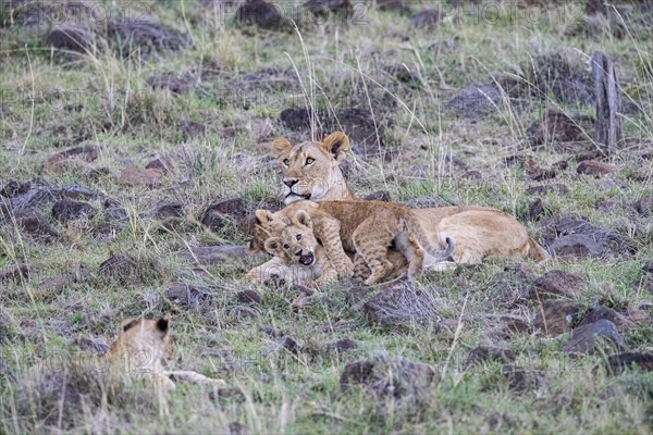 Lion (Panthera leo) Masai Mara Kenya