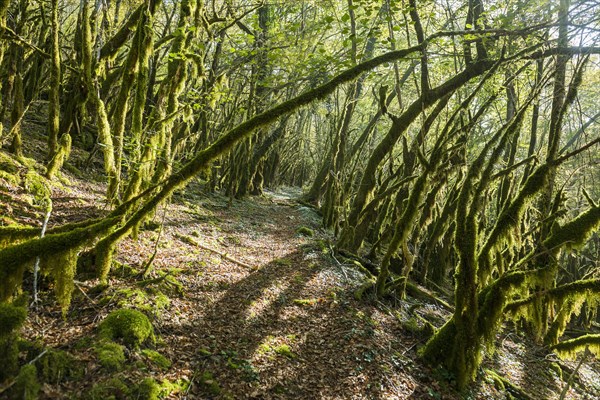 Hiking trail through forest with moss, valley of the Loue, Lizine, near Besancon, Departement Doubs, Bourgogne-Franche-Comte, Jura, France, Europe