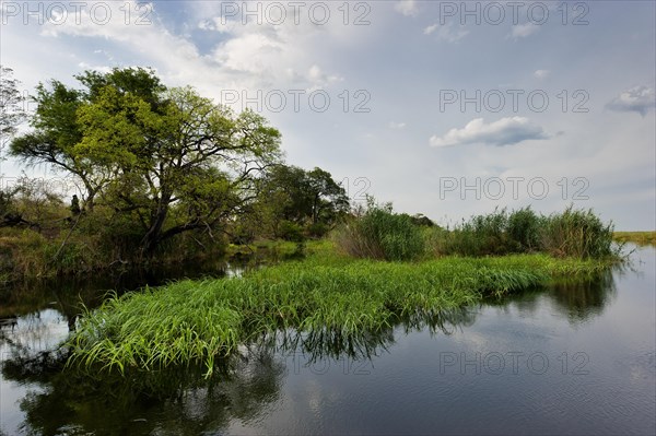 River cruise in the Okavango Delta, reeds, clouds, nature, natural landscape, landscape, nobody, puristic, Kwando River, BwaBwata National Park, Namibia, Africa