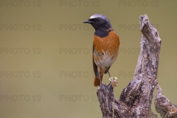 Common redstart (Phoenicurus phoenicurus), male, province of Castile-Leon, Spain, Europe