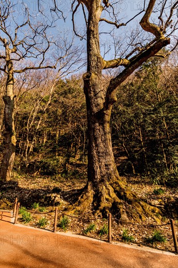 Old oak tree with leafless branches beside paved hiking trail in woodland park