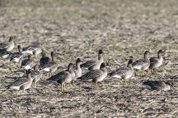 Bean Geese (Anser fabalis), Emsland, Lower Saxony, Germany, Europe