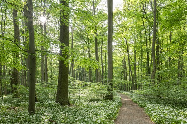 Path through near-natural forest with flowering ramson (Allium ursinum), sun star, Hainich National Park, Thuringia, Germany, Europe