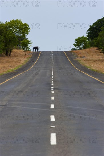 African elephant (Loxodonta africana), road, crossing, travel, adventure, individual tourism, safari, on the highway in Chobe National Park, Botswana, Africa